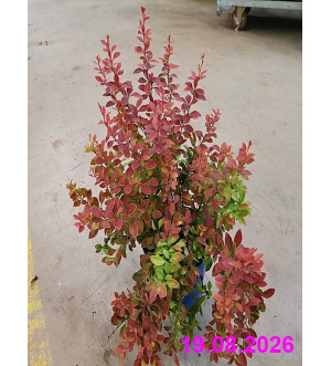 Berberis thunb. 'Coral'® C 2 L